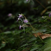 Impatiens lancifolia C.Bandara, Atthanagoda & Kariyawasam